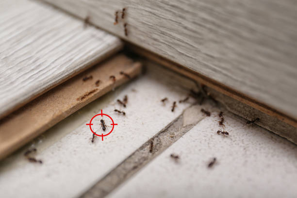 Best Pest Prevention Services  in Mccla, AL