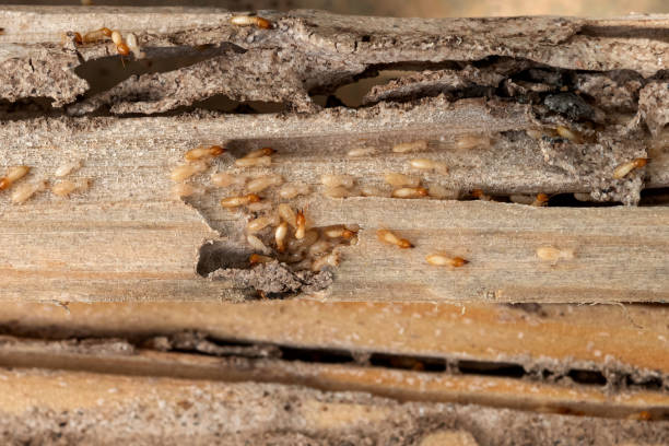 Best Ant Control Services  in Mccla, AL