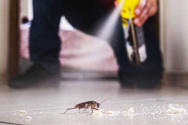 Reliable Mccalla, AL Pest Control Solutions